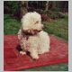 2000, may  16th - fluffy fur